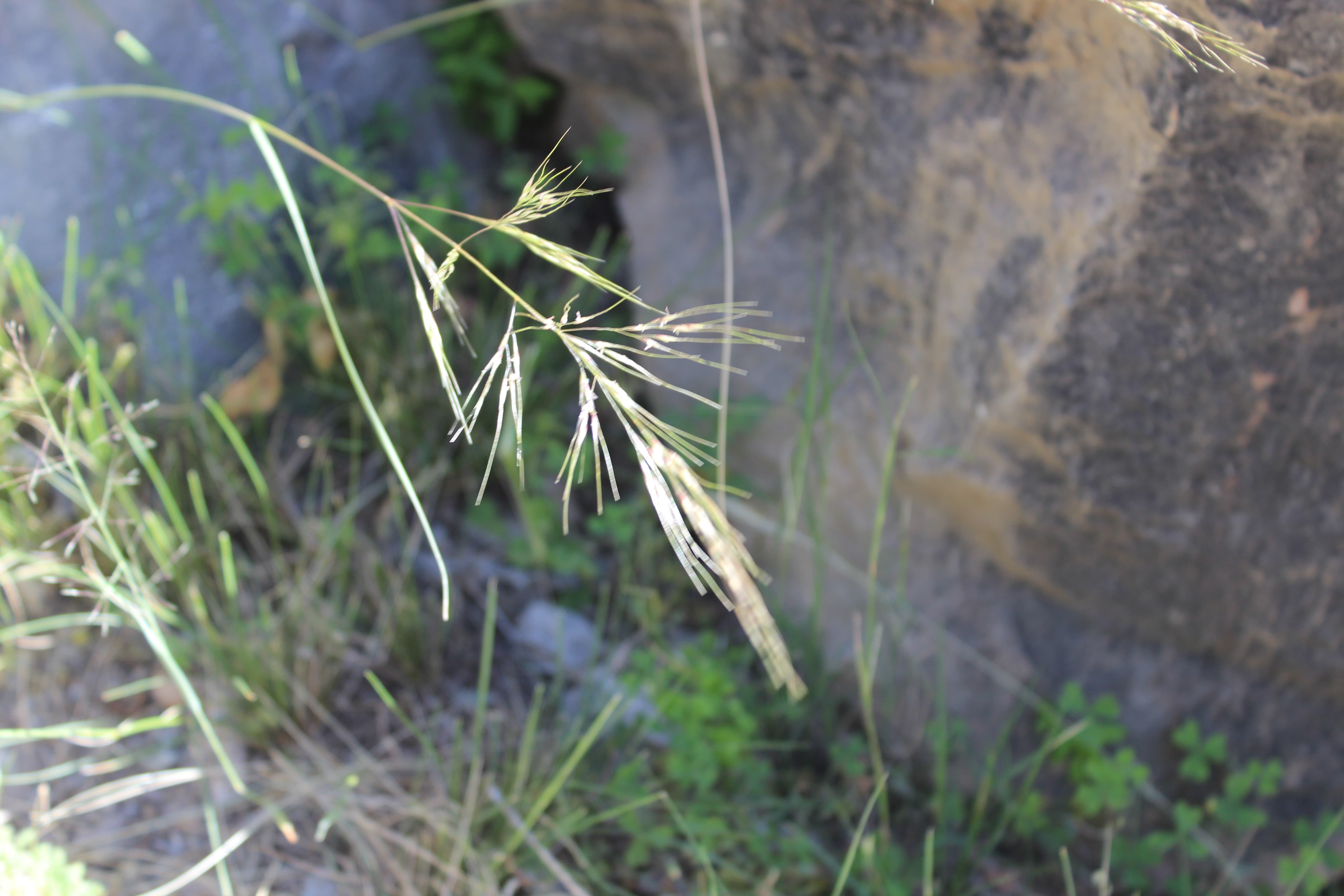 Plant Image
